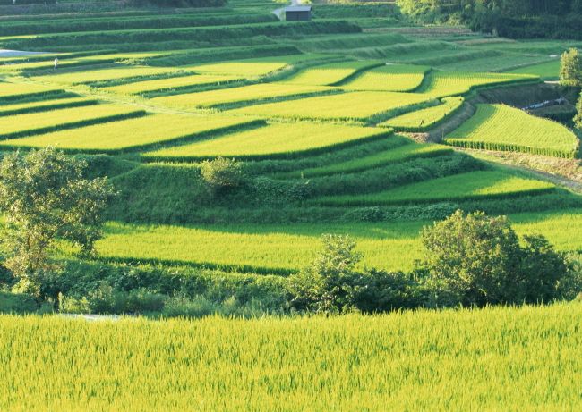 土壤養(yǎng)分測定儀