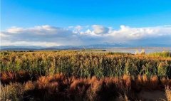 土壤速測儀檢驗(yàn)有機(jī)茶園土壤要求是否滿足